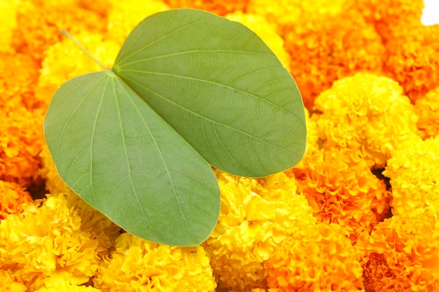 Indian Festival Dussehra showing golden leaf Piliostigma racemosum and marigold flowers on white background