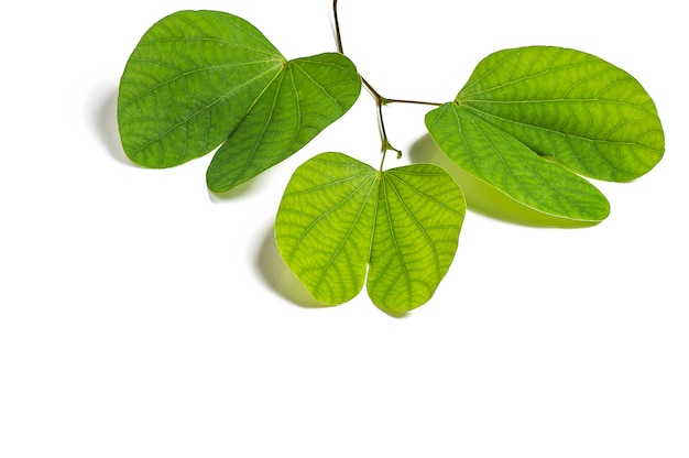 Indian Festival Dussehra, showing golden leaf on a white background. Greeting card.