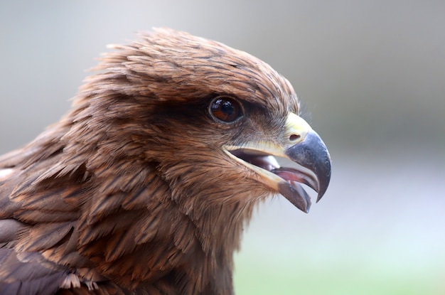 Indian fish eagle