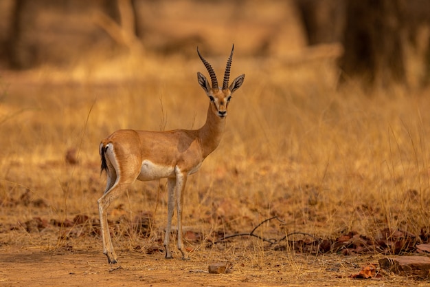 Indian gazell male in a beautiful place in indiawild animal in the nature habitat