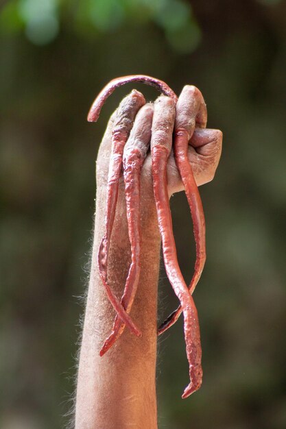 Indian hindu guru growing nail for his whole life showing his hands to the gods