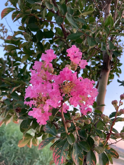 Indian lagerstromia or Indian lilac