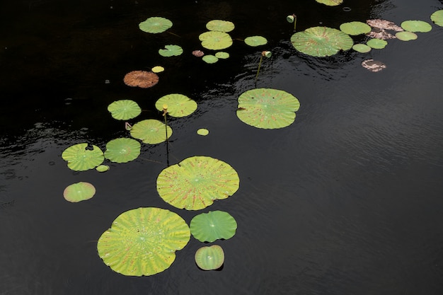 Indian lotus leaf on pond filled, Green natural background.