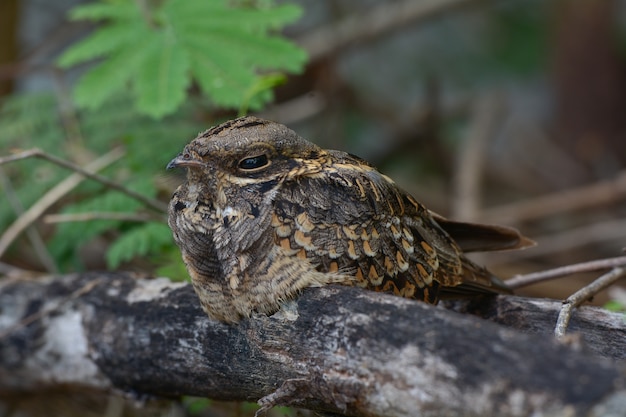 Indian nightjar, Caprimulgus asiaticus