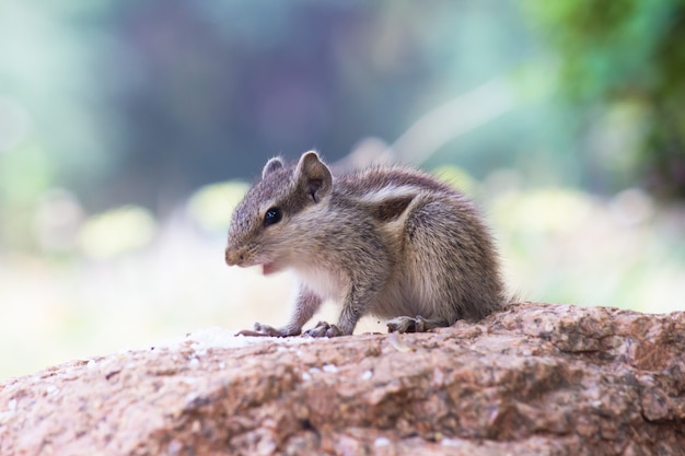 the indian palm squirrel also known as the chipmunk eating  from the ground