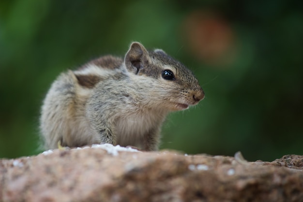 the indian palm squirrel also known as the chipmunk eating  from the ground