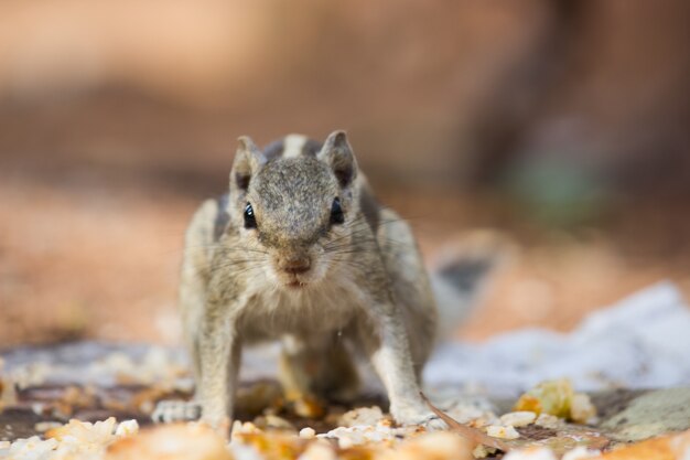 Indian Palm Squirrel or Rodent or also known as the chipmunk standing firmly on the Rock