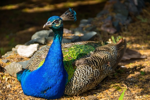 Indian peafowl or blue peafowl Pavo cristatus