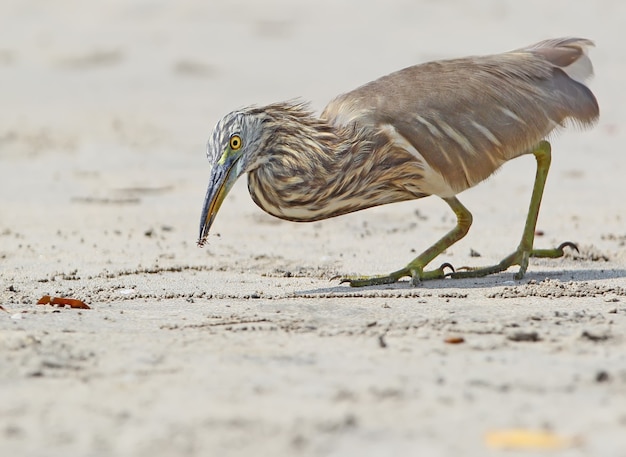 Indian pond heron catching a little crab on the beach.