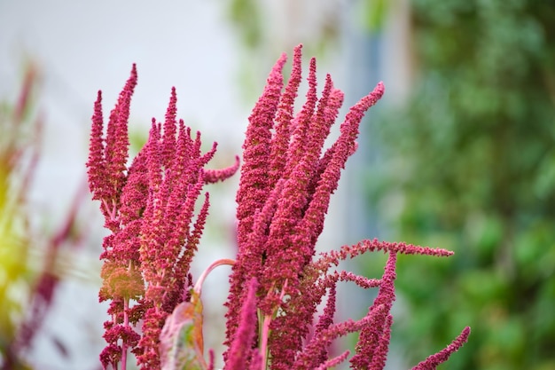 Indian red amaranth plant growing in summer garden Leaf vegetable cereal and ornamental plant source of proteins and amino acids