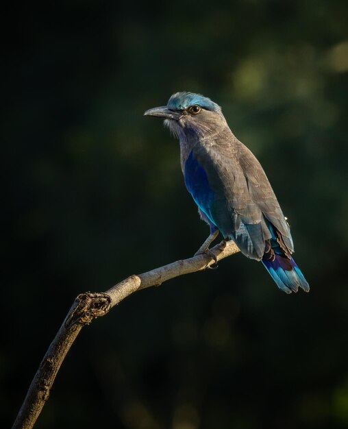 Indian Roller on the branch tree Animal Portrait