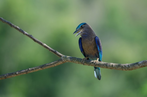 Indian Roller on the branch