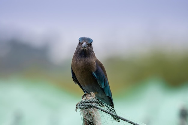 Indian Roller Close up Shot Animal Portrait