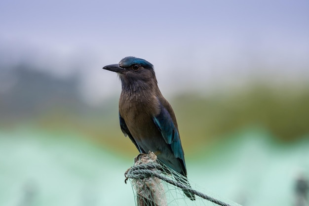 Indian Roller Close up Shot Animal Portrait