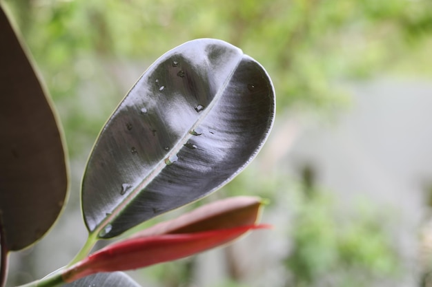 Indian Rubber Tree leaf closeup