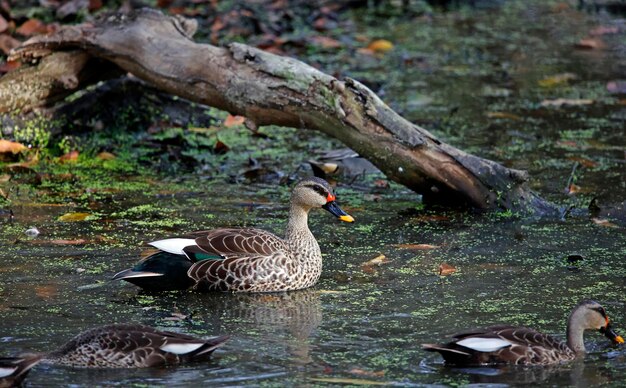 Indian spot billed duck in a pond