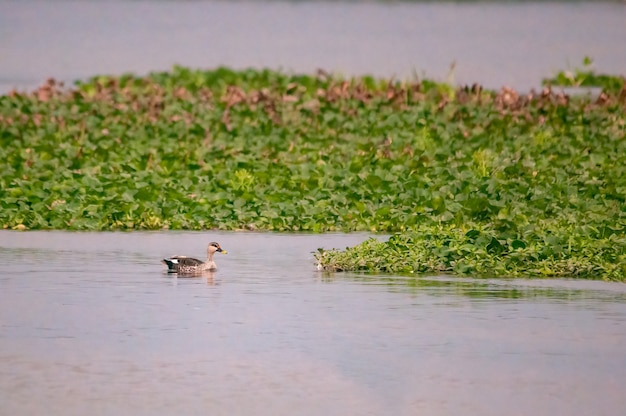 An indian spotbilled duck is swimming in habitat