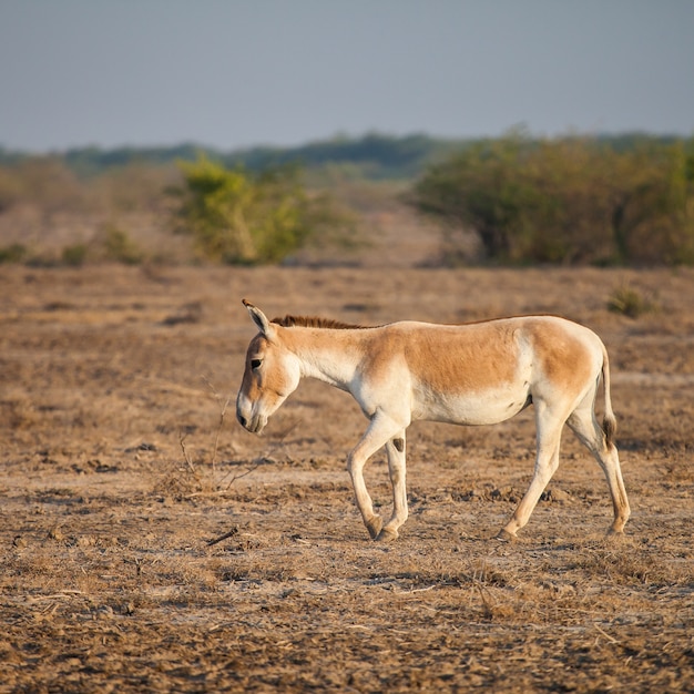  Indian wild ass