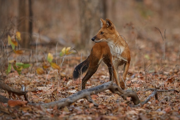 Indian wild dog pose in the nature habitat 