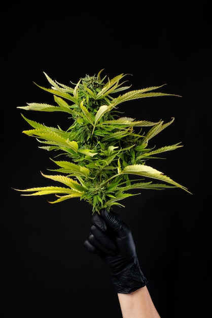 Indica and sativa hybrid marijuana plant in hand