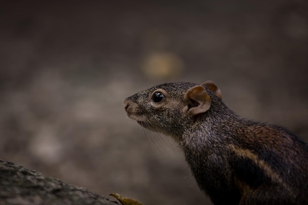 Indochinese ground squirrel on ground in park of Thailand