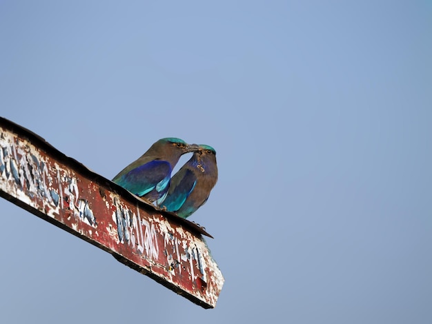 Indochinese Roller bird in the field