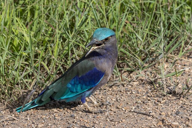 Indochinese roller close up shot animal portrait