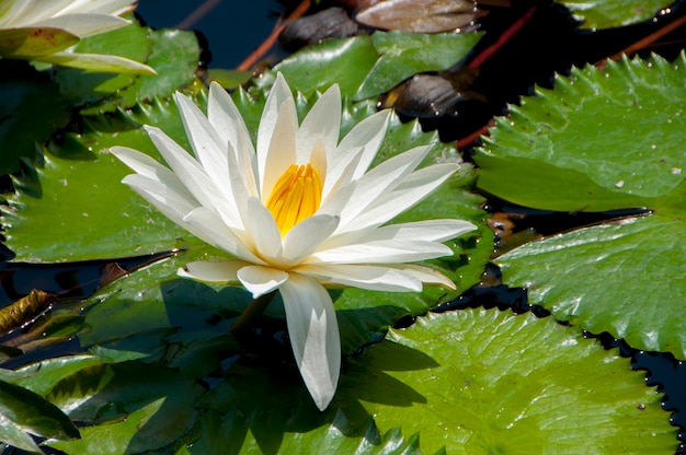 Indonesia bali resort hotel pond beautiful lotus