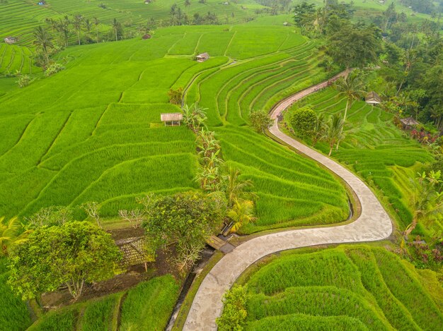 Indonesia. Rice terraces on the Bali island. Evening. Winding path for tourists. Aerial view