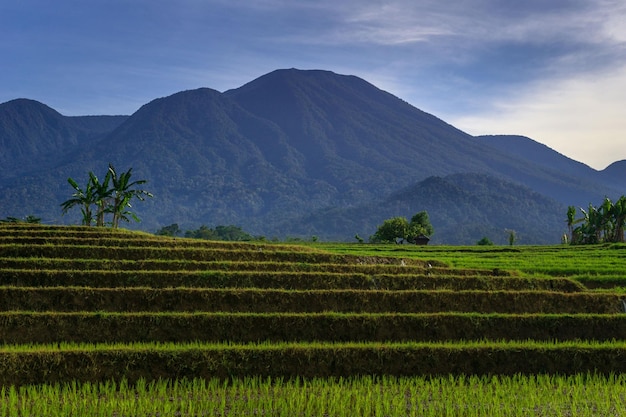 Indonesia's natural scenery when the rice is green and the mountains at sunrise are bright