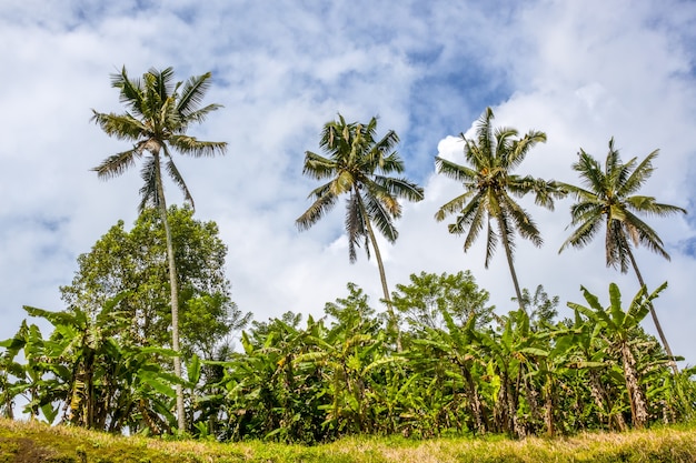 Indonesia. A site of a tropical evergreen forest. A look from below on four coconut palms. Blue sky and clouds