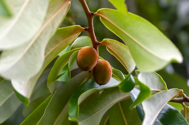 Indonesian dark wood, Ebony (Diospyros celebica) green leaves and seeds, selected focus