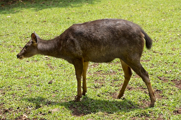 Indonesian deer inside the cage