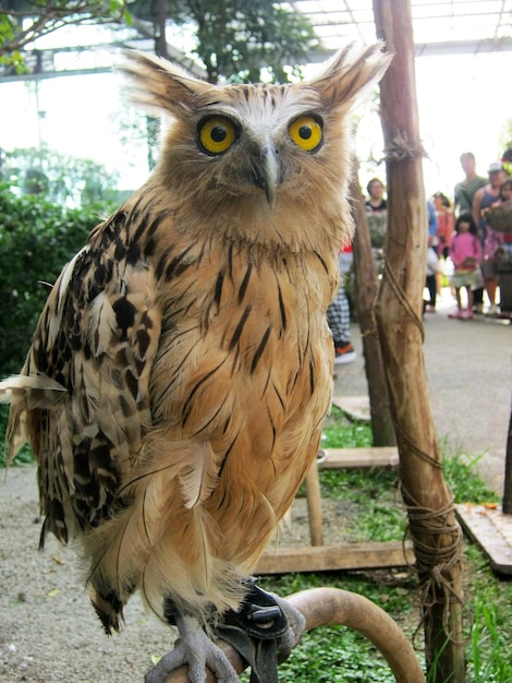 Indonesian Eagle Owl domestic owl