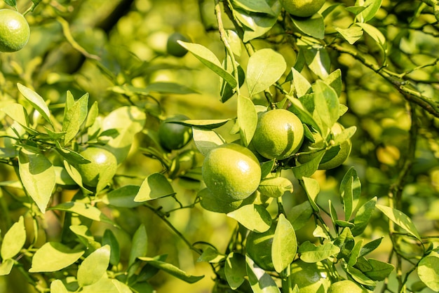 Indonesian local citrus fruit that tastes sweet and the color is a mixture of orange and green