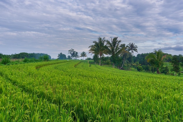 Indonesian morning view in green rice fields