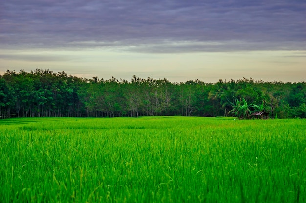 Indonesian natural panorama morning view in green rice fields