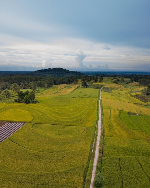 Indonesian natural scenery from drone with rice fields and mountains