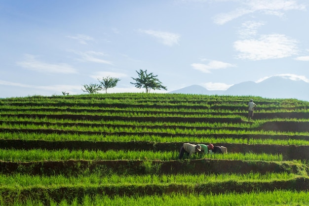 Indonesian scenery farmers working on a sunny morning