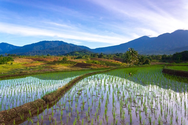 Indonesian scenery green rice terraces and beautiful mountains at sunrise