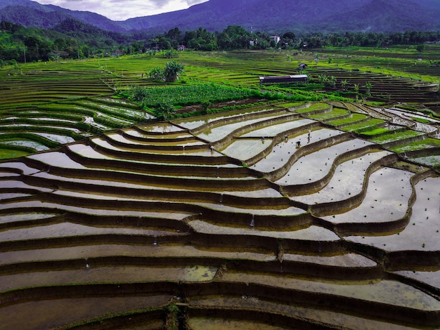 Indonesian scenery with beautiful mountains on a sunny morning and farmers planting rice