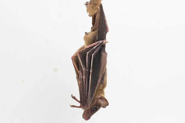 Indonesian Shortnosed Fruit Bat Cynopterus titthaecheilus isolated