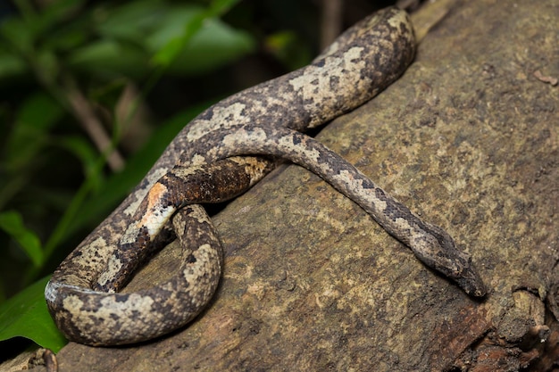 the Indonesian tree boa Candoia carinata or  Pacific ground boa snake