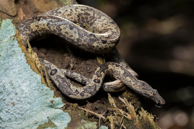 the Indonesian tree boa Candoia carinata or  Pacific ground boa snake