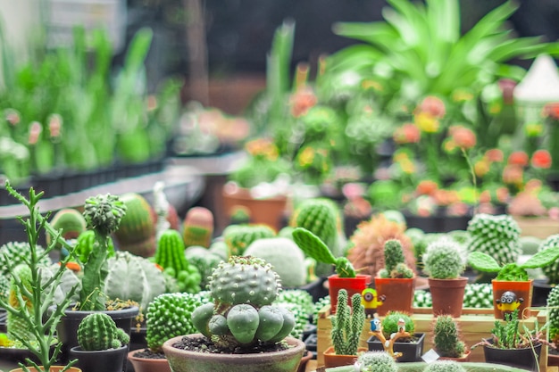 Indoor cactus houseplant.