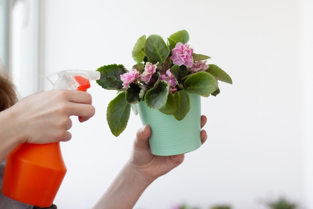 Indoor flower violet in a pot is held by a hand, the other hand sprays from a spray gun.