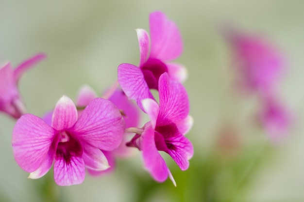 Indoor Gorgeous Orchids 