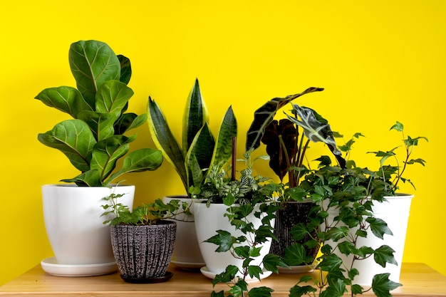 Indoor home garden plants Collection various flowers on a bright yellow background