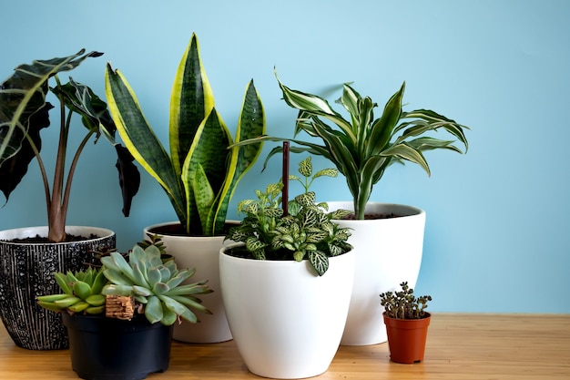 Indoor home garden plants. Collection various flowers - Snake plant, succulents, Ficus Pumila, lyrata, Hedera helix, Alocasia sanderiana. Stylish botany composition of home interior blue background.