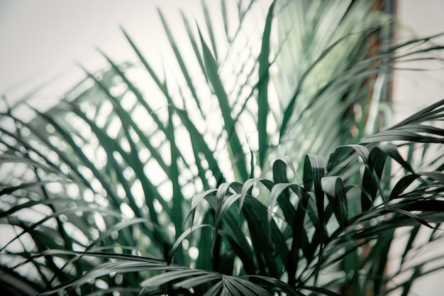 Indoor palm and shadows on white wall 